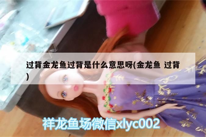 過背金龍魚過背是什么意思呀(金龍魚過背)