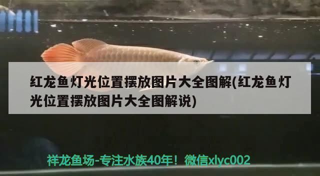 紅龍魚燈光位置擺放圖片大全圖解(紅龍魚燈光位置擺放圖片大全圖解說)