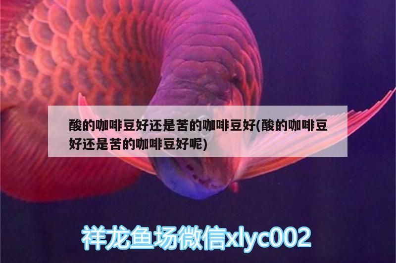 酸的咖啡豆好還是苦的咖啡豆好(酸的咖啡豆好還是苦的咖啡豆好呢)