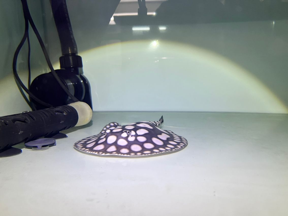 魚缸用增氧泵價格是多少:魚缸增氧機-xtrac增氧機-xtrac增氧機 跟上時代 龍魚論壇 跟上時代 跟上時代 龍魚論壇