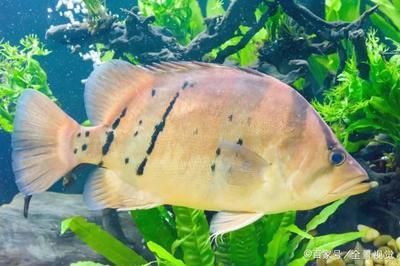 養虎魚有什么講究和忌諱：養虎魚有什么講究和忌諱嗎？
