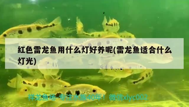 紅色雷龍魚用什么燈好養(yǎng)呢(雷龍魚適合什么燈光)
