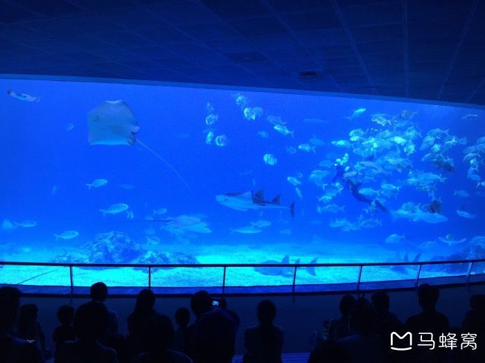 水族館是國家公辦還是私人營業的（國家公辦水族館可以是私人營業的，也可以是私人營業的） 水族館是國家公辦還是私人營業的（國家公辦水族館可以是私人營業的，也可以是私人營業的） 水族館百科（水族館加盟） 第1張