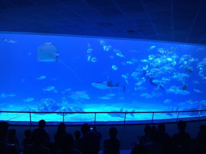 水族館是國家公辦還是私人營業的（國家公辦水族館可以是私人營業的，也可以是私人營業的） 水族館是國家公辦還是私人營業的（國家公辦水族館可以是私人營業的，也可以是私人營業的） 水族館百科（水族館加盟） 第2張