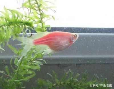 觀賞魚每次喂多少（關于觀賞魚喂食量的一些建議）