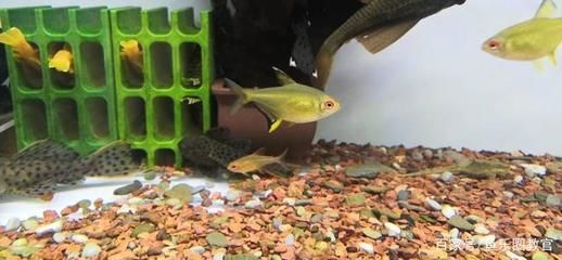 觀賞魚每次喂多少（關于觀賞魚喂食量的一些建議）