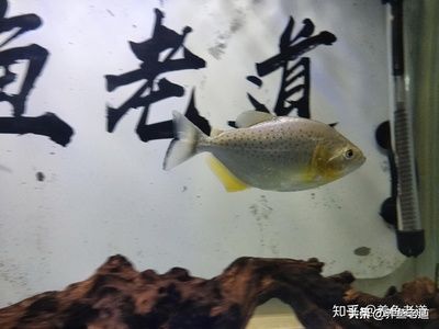 觀賞魚每次喂多少（關于觀賞魚喂食量的一些建議）