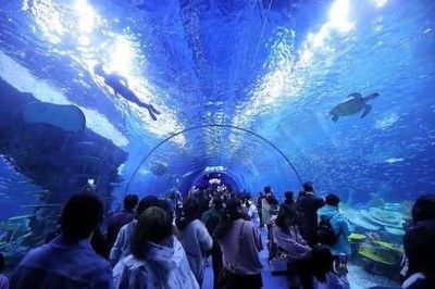 水族館行業(yè)市場競爭現(xiàn)狀（中國水族館行業(yè)市場競爭現(xiàn)狀分析水族館行業(yè)未來增長點探究）