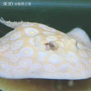 魟魚向上爬：關(guān)于魟魚向上爬行的行為 魟魚向上爬：關(guān)于魟魚向上爬行的行為 魟魚百科 第1張