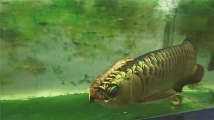 龍魚拒食能堅持多久vs祥龍魚場：龍魚在不同條件下拒食能堅持多久？