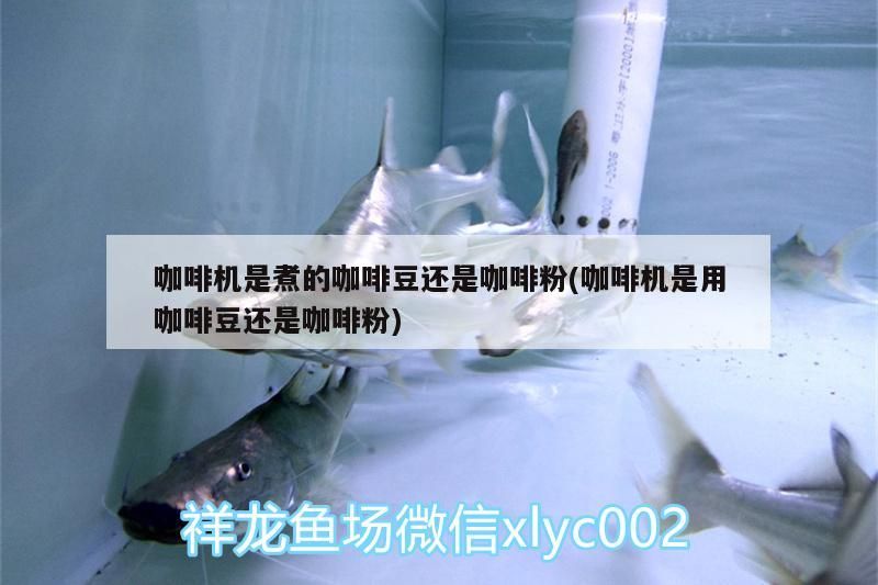 咖啡機是煮的咖啡豆還是咖啡粉(咖啡機是用咖啡豆還是咖啡粉)