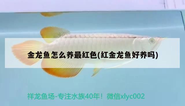 金龍魚怎么養最紅色(紅金龍魚好養嗎)