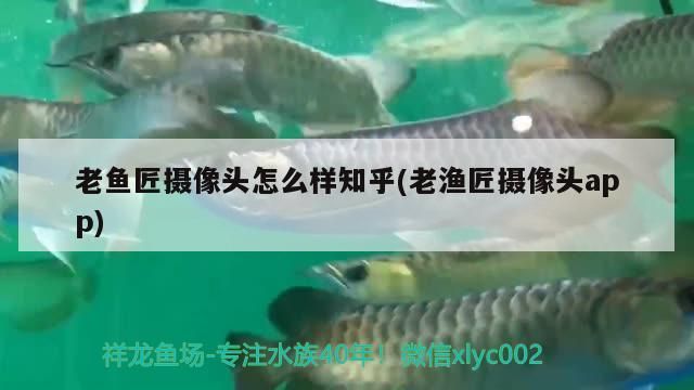 老魚匠攝像頭怎么樣知乎(老漁匠攝像頭app) 老魚匠攝像頭怎么樣知乎(老漁匠攝像頭app) 老魚匠