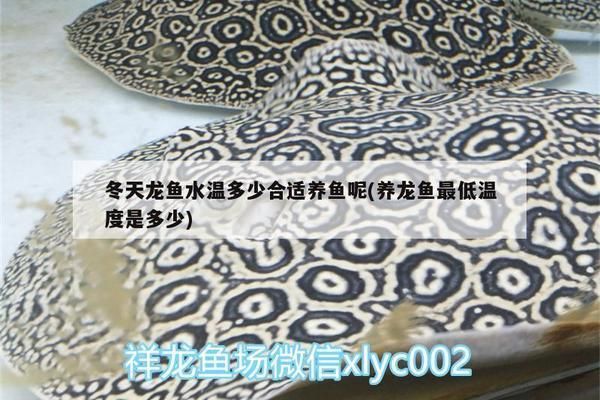 龍魚能接受的溫度vs祥龍魚場：祥龍魚場的養殖注意事項，