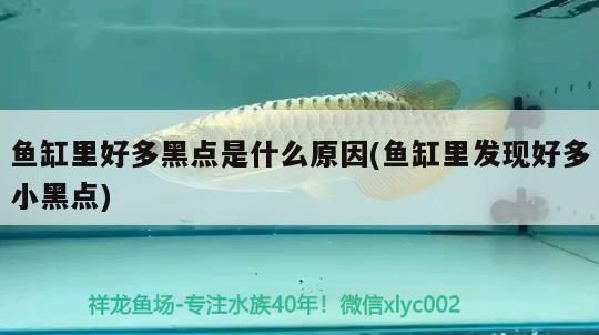 魚缸里好多黑點是什么原因(魚缸里發現好多小黑點)