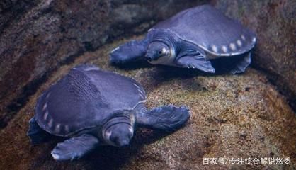 豬鼻龜好養嗎？體質好嗎圖片：關于豬鼻龜的飼養方法