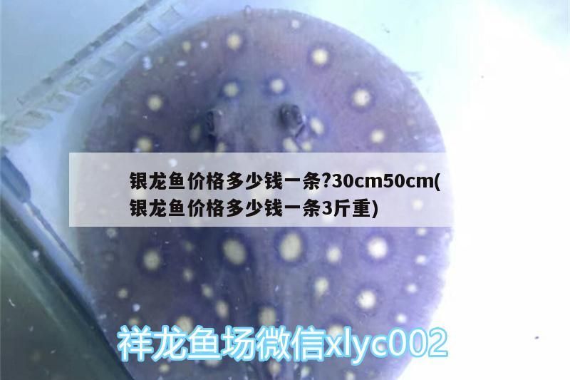 銀龍魚價格多少錢一條?30cm50cm(銀龍魚價格多少錢一條3斤重)