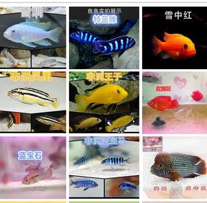 非洲觀賞魚進(jìn)口價(jià)格(非洲觀賞魚的進(jìn)口價(jià)格) 錦鯉魚百科 第1張 非洲觀賞魚進(jìn)口價(jià)格(非洲觀賞魚的進(jìn)口價(jià)格) 非洲觀賞魚進(jìn)口價(jià)格(非洲觀賞魚的進(jìn)口價(jià)格) 錦鯉魚百科 第1張