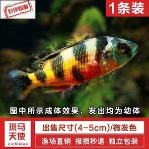 紅龍魚的養殖方法及價格一覽，紅龍魚養殖方法及價格一覽