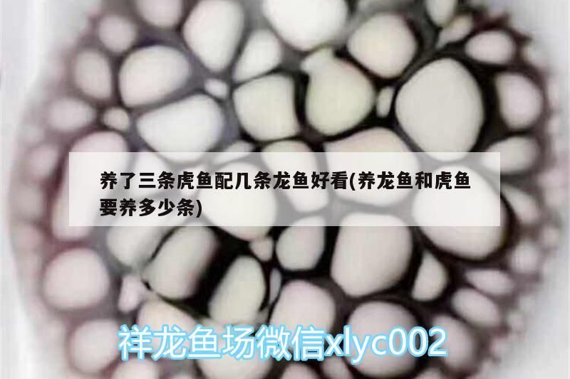 養了三條虎魚配幾條龍魚好看(養龍魚和虎魚要養多少條)