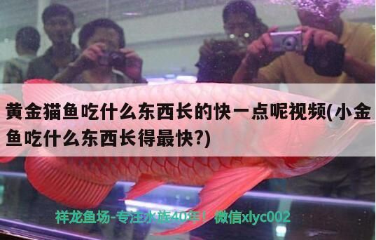 黃金貓魚吃什么東西長的快一點呢視頻(小金魚吃什么東西長得最快?)