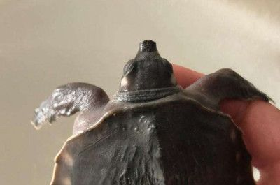 豬鼻龜水溫最低多少：豬鼻龜水溫最低多少水溫多少水溫最低多少)-龍魚批發