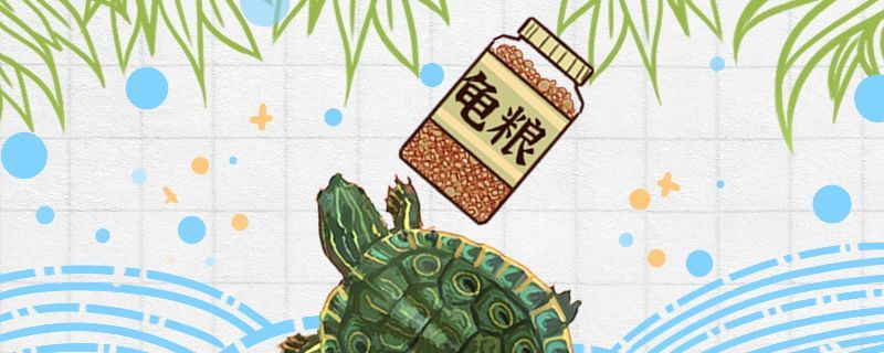 甜甜圈龜吃什么多久喂一次