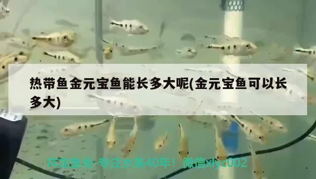 熱帶魚金元寶魚能長多大呢(金元寶魚可以長多大)