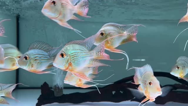 馬來西亞祥龍魚場元寶鳳凰魚：元寶鳳凰魚自培育成功5年來無漁場可超越