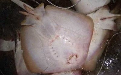 赤魟魚多少錢一斤：赤魟魚的價格是按照每斤的價格來計算的嗎？