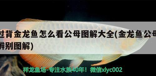 過背金龍魚怎么看公母圖解大全(金龍魚公母辨別圖解)