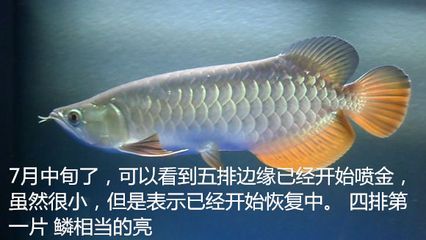 金龍魚幼魚光照對水質(zhì)影響研究：光照對金龍魚幼魚的影響