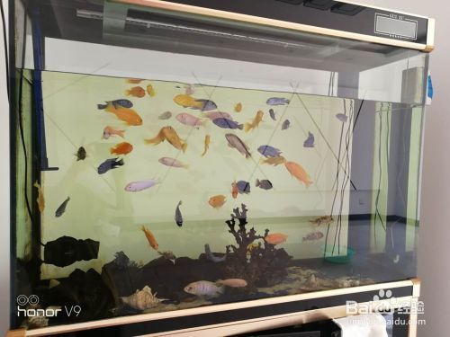 魚缸納米磚怎么用圖解法(瓷磚魚缸的制作流程與材料)
