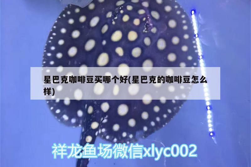 星巴克咖啡豆買哪個好(星巴克的咖啡豆怎么樣)