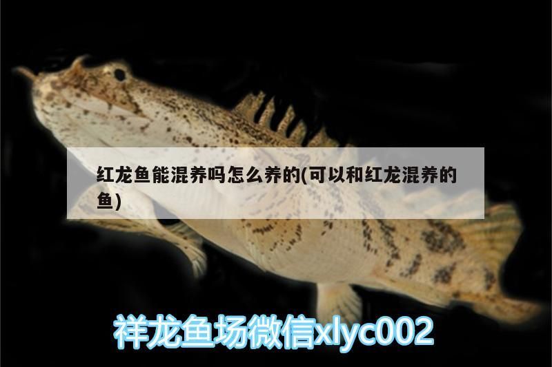 慈鯛魚繁殖需要躲避屋嗎，三湖慈鯛魚繁殖需要躲避屋嗎（慈鯛魚的繁殖需要躲避屋嗎）
