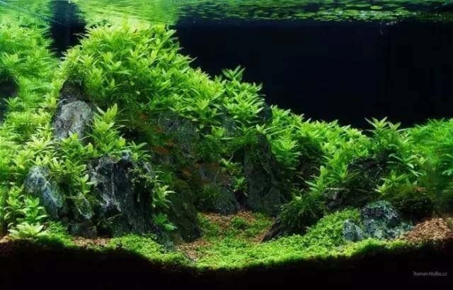 水族箱生物適宜環(huán)境設(shè)定，如何設(shè)定水族箱生物的適宜環(huán)境 水族箱生物適宜環(huán)境設(shè)定，如何設(shè)定水族箱生物的適宜環(huán)境 虎魚(yú)百科 第4張