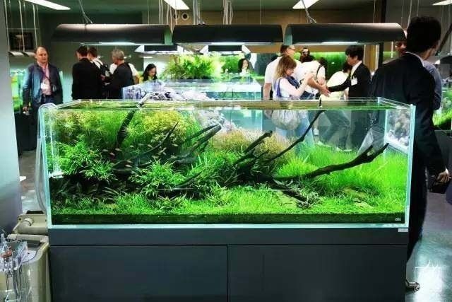 水族箱生物適宜環(huán)境設(shè)定，如何設(shè)定水族箱生物的適宜環(huán)境 水族箱生物適宜環(huán)境設(shè)定，如何設(shè)定水族箱生物的適宜環(huán)境 虎魚(yú)百科 第5張