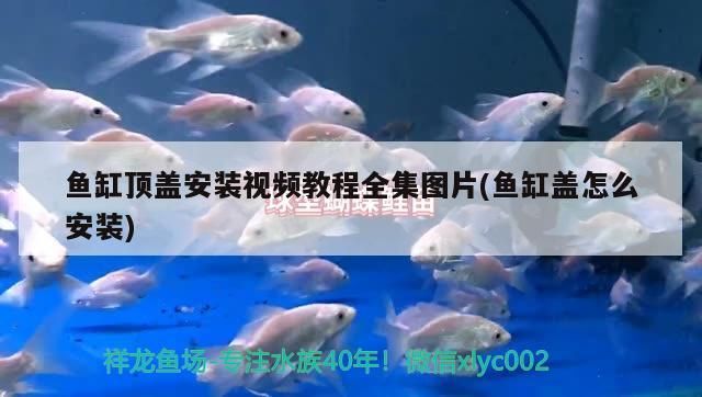 魚缸頂蓋安裝視頻教程全集圖片(魚缸蓋怎么安裝)
