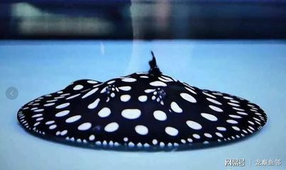 魟魚(yú)冬天需要加溫嗎：魟魚(yú)冬天需要加溫嗎[需手動(dòng)填充][需手動(dòng)填充]魚(yú)冬天需要加溫嗎