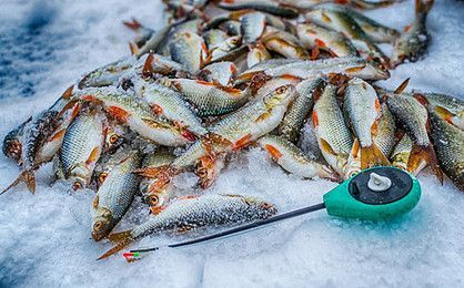 魟魚(yú)冬天需要加溫嗎：魟魚(yú)冬天需要加溫嗎[需手動(dòng)填充][需手動(dòng)填充]魚(yú)冬天需要加溫嗎