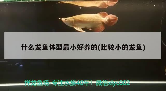 什么龍魚體型最小好養的(比較小的龍魚)
