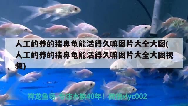 魚缸用增氧泵價格是多少:魚缸增氧機-xtrac增氧機-xtrac增氧機 人工的養的豬鼻龜能活得久嘛圖片大全大圖(人工的養的豬鼻龜能活得久嘛圖片大全大圖視頻) 豬鼻龜百科 人工的養的豬鼻龜能活得久嘛圖片大全大圖(人工的養的豬鼻龜能活得久嘛圖片大全大圖視頻) 人工的養的豬鼻龜能活得久嘛圖片大全大圖(人工的養的豬鼻龜能活得久嘛圖片大全大圖視頻) 豬鼻龜百科