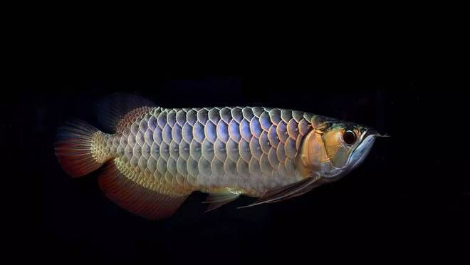 80厘米魚缸養(yǎng)幾條錦鯉：80厘米的魚缸可以養(yǎng)幾條錦鯉？