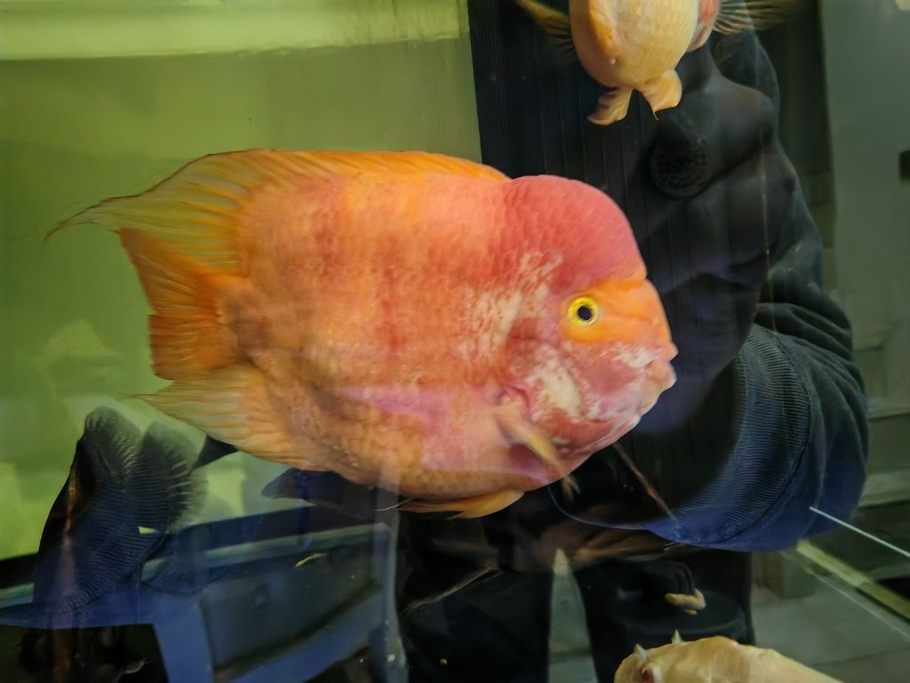龍魚感染怎么辦，魚感染通常由細(xì)菌、真菌、真菌或寄生蟲引起，龍魚感染需多長時(shí)間恢復(fù)