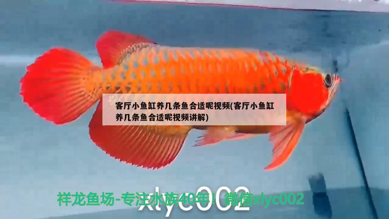 客廳小魚缸養(yǎng)幾條魚合適呢視頻(客廳小魚缸養(yǎng)幾條魚合適呢視頻講解)
