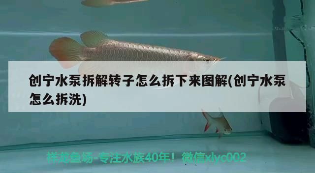 創寧水泵拆解轉子怎么拆下來圖解(創寧水泵怎么拆洗)
