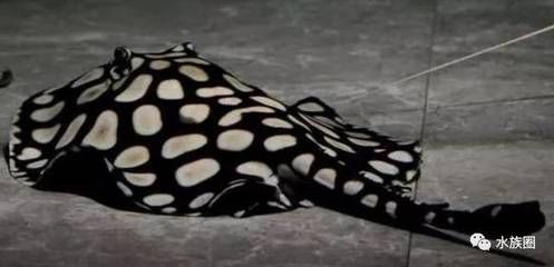 魟魚肚子什么顏色正常：魟魚的肚子顏色可以因種類、年齡、性別以及生活環境等因素不同