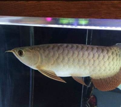 小金頭過(guò)背金龍魚(yú)圖片欣賞：小金頭過(guò)背金龍魚(yú)圖片欣賞詳情
