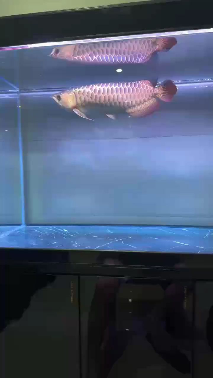 啤酒羊肉串 享受寧靜 啤酒羊肉串 享受寧靜 龍魚論壇