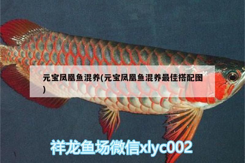 元寶鳳凰魚混養(元寶鳳凰魚混養最佳搭配圖) 元寶鳳凰魚混養(元寶鳳凰魚混養最佳搭配圖) 元寶鳳凰魚百科